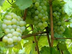 Federweisser weiß deutsch **